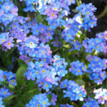 planteenplantdag klein